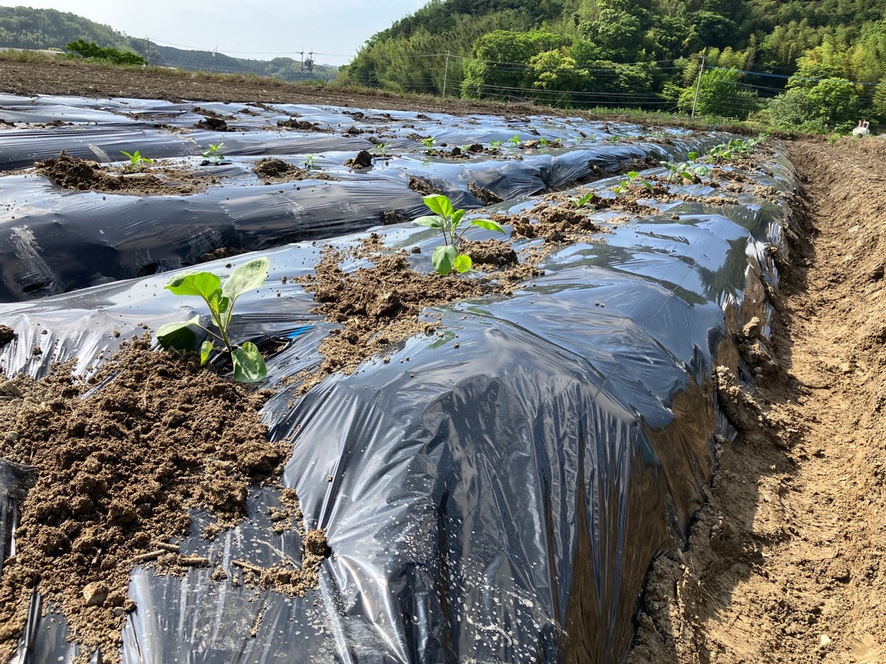 ナス、ピーマンの定植を行いました。