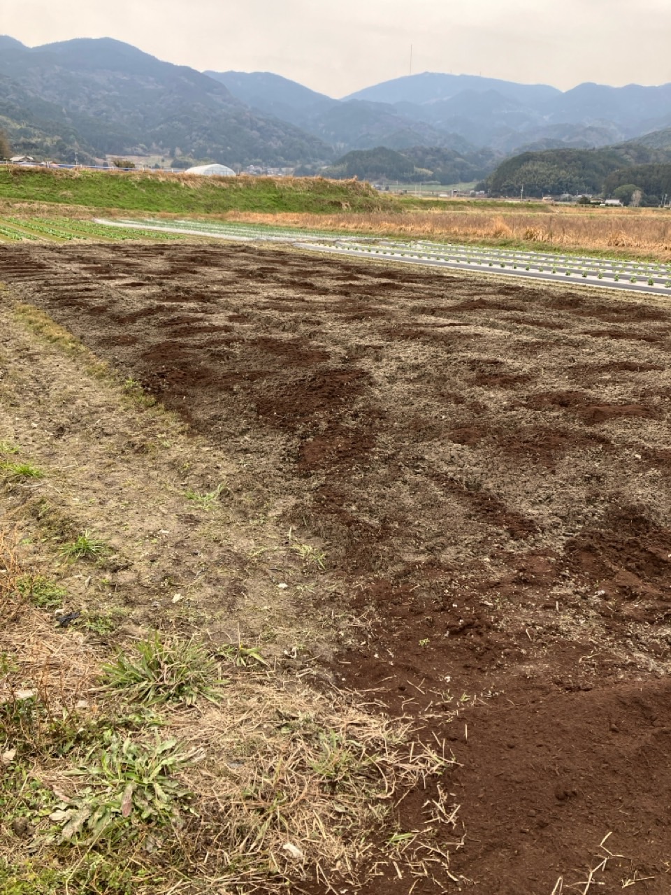 ジャガイモに堆肥を散布しています。