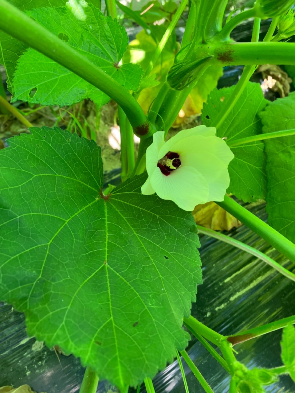 オクラの花は綺麗です。