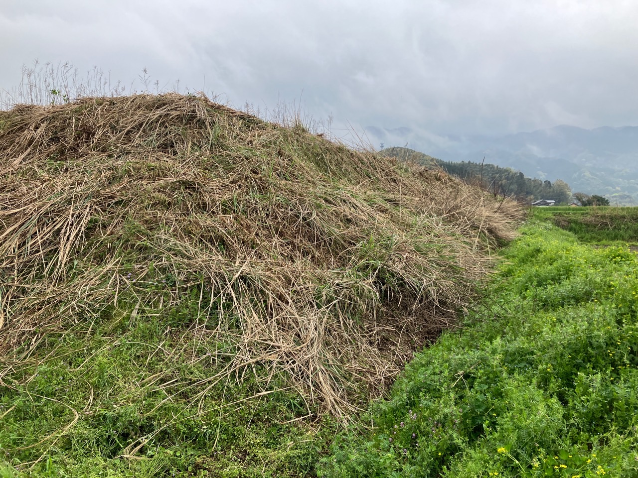 2023.04　則面の草刈作業