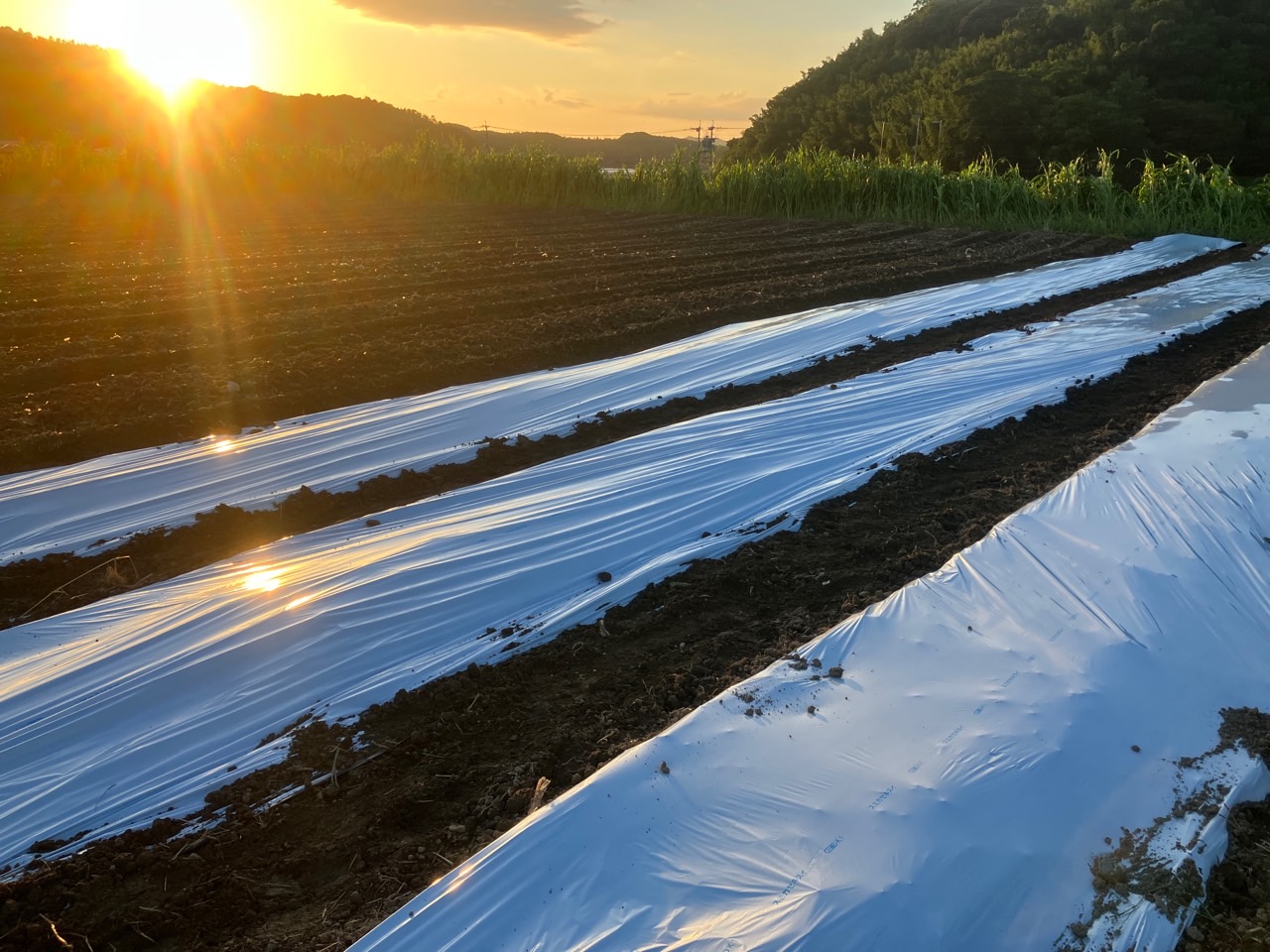 ミニトマト定植のためにマルチをはっています。