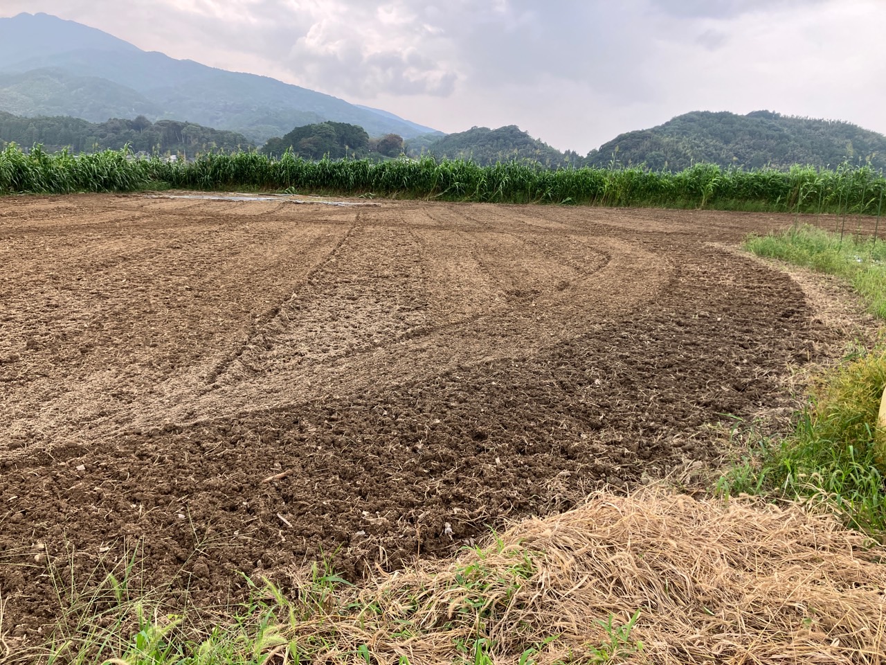 畑も何回も耕耘してやっと綺麗になっています。
