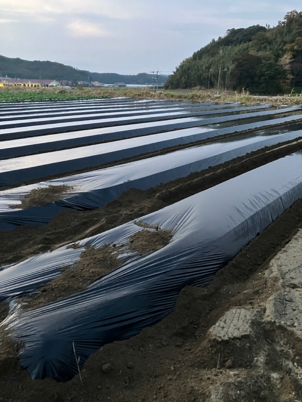 ブロッコリーのマルチ張りをしています。