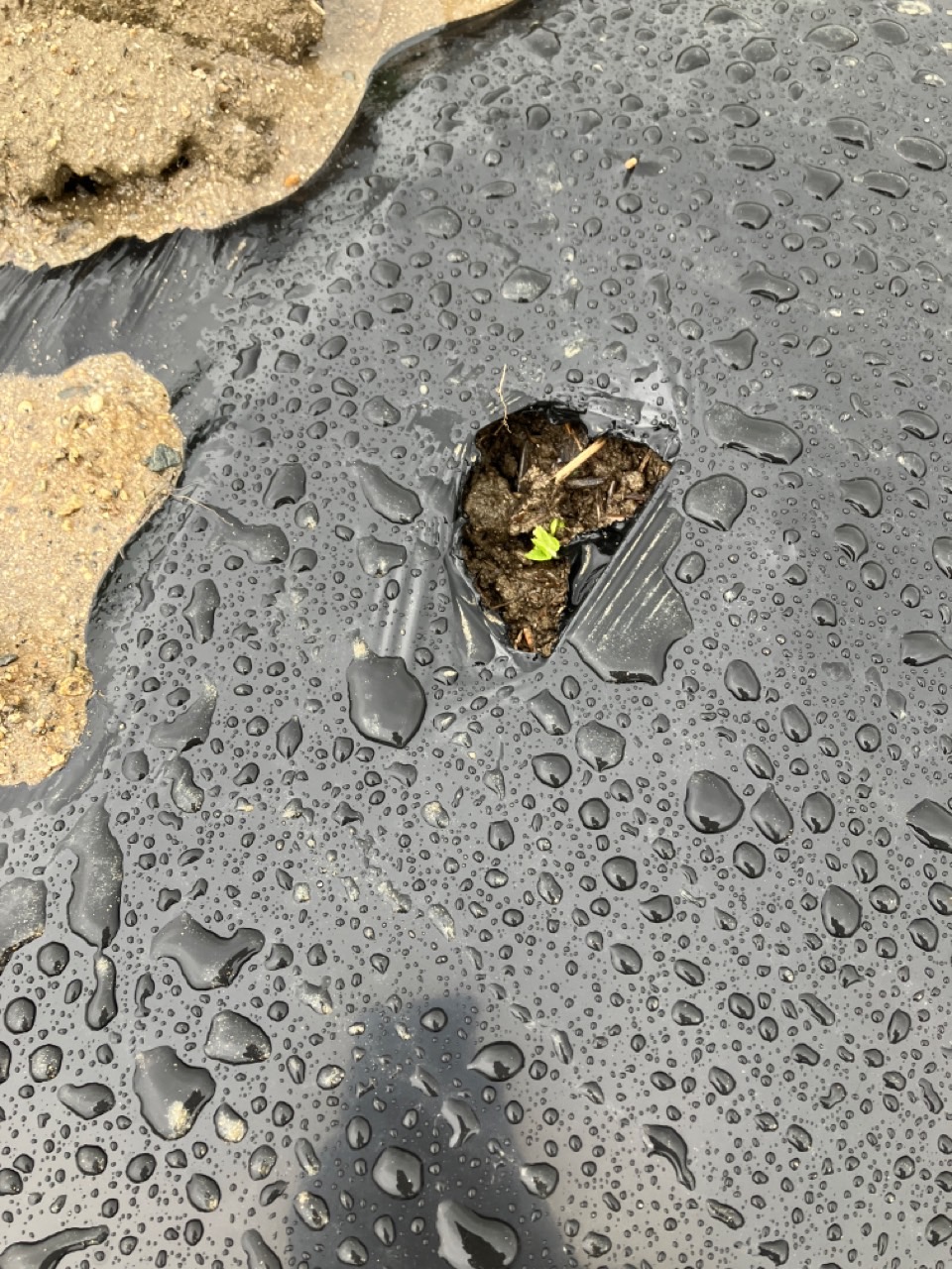 播種していたオクラの芽が出ました