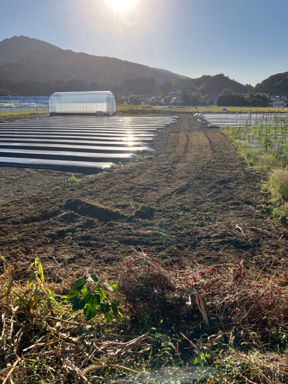 圃場の片付けを行い苗が成長しだい定植を行います。