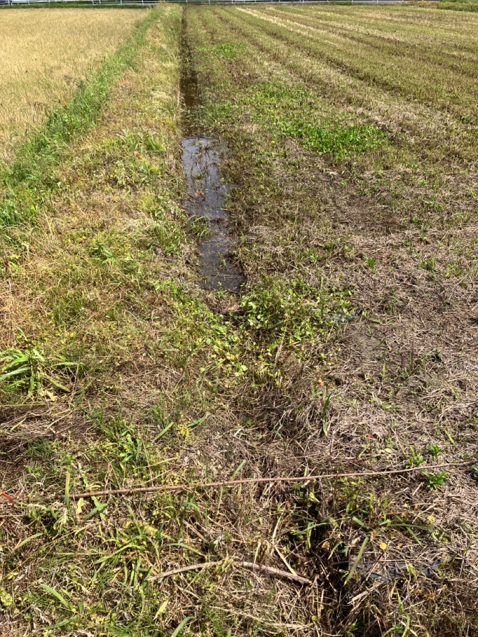 耕起に向けての溝切り