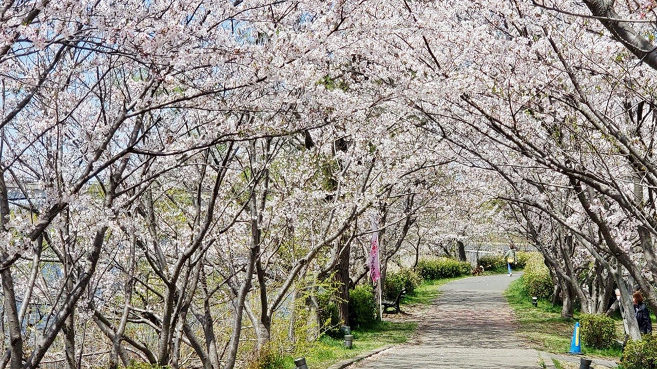 我孫子の桜いろいろ 我孫子インフォメーションセンター