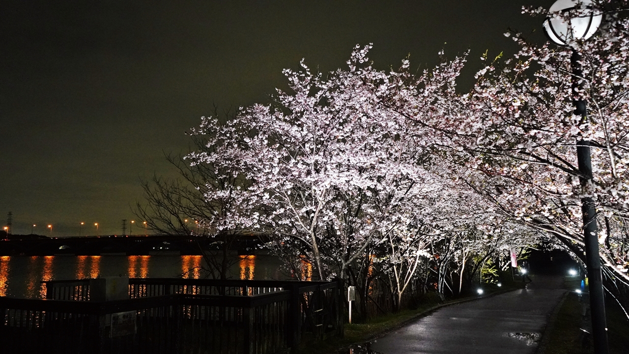 我孫子の桜いろいろ 我孫子インフォメーションセンター