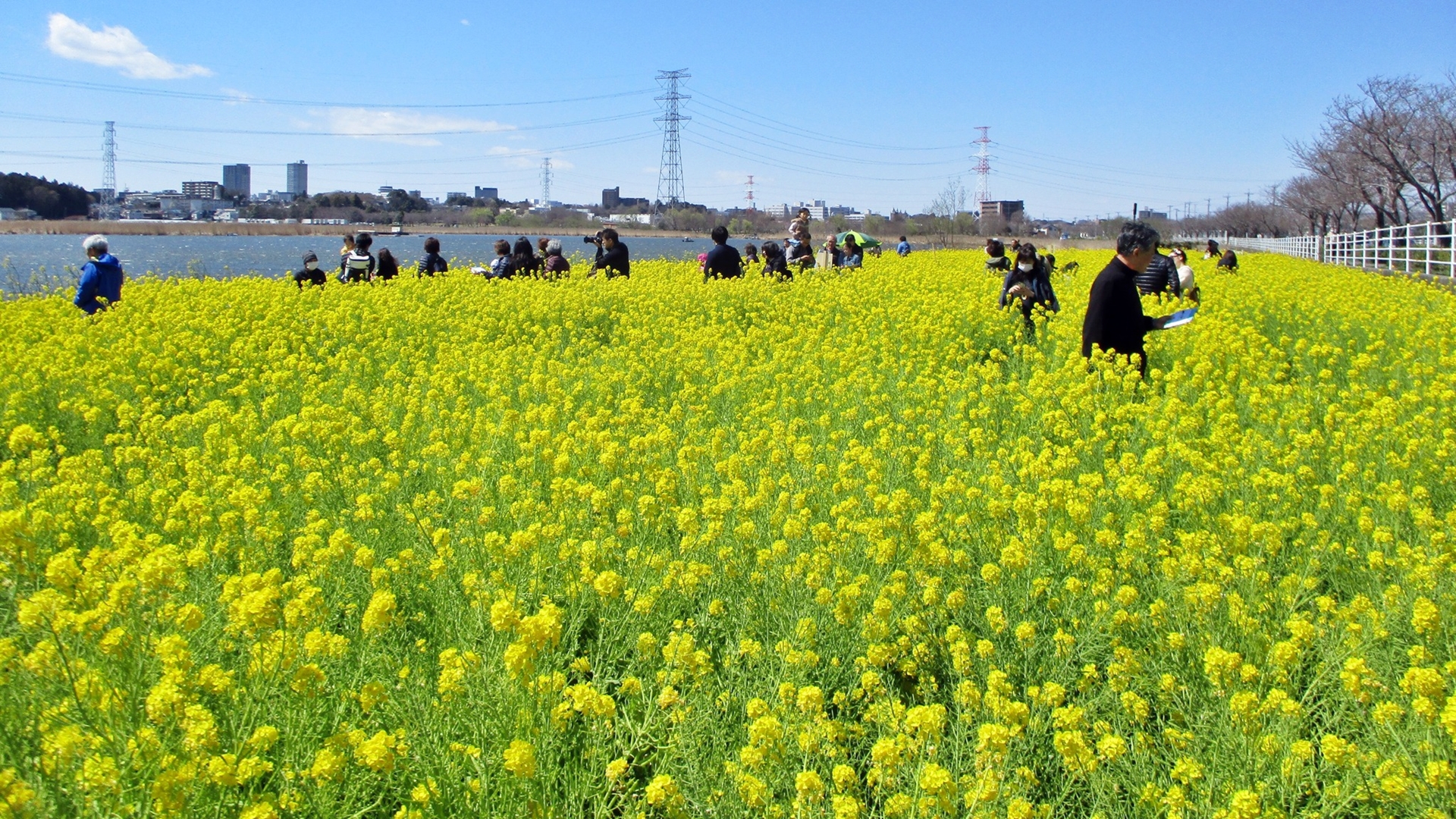 菜の花畑散策と頭の体操 - 我孫子インフォメーションセンター
