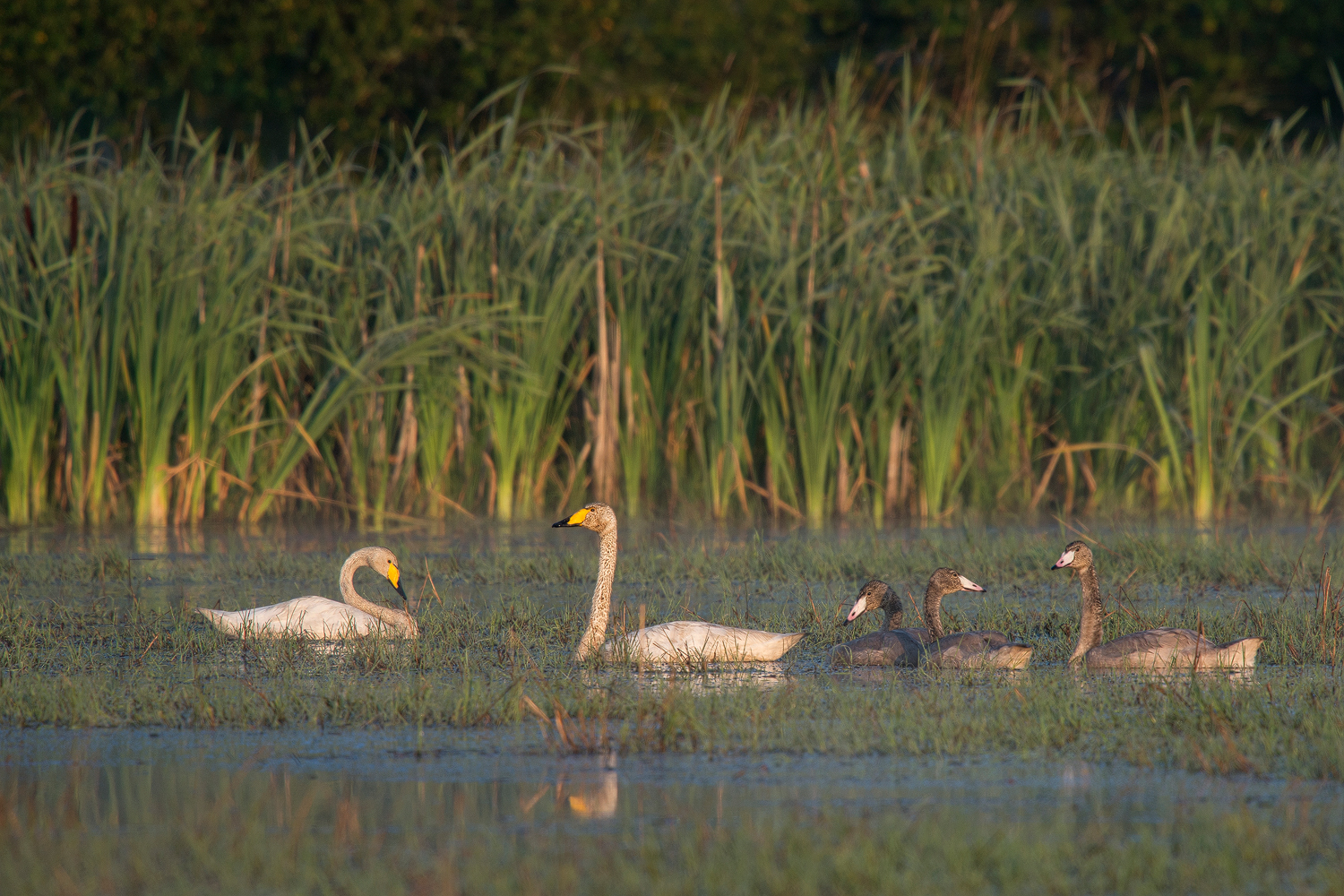 Singschwan (Cygnus cygnus) 