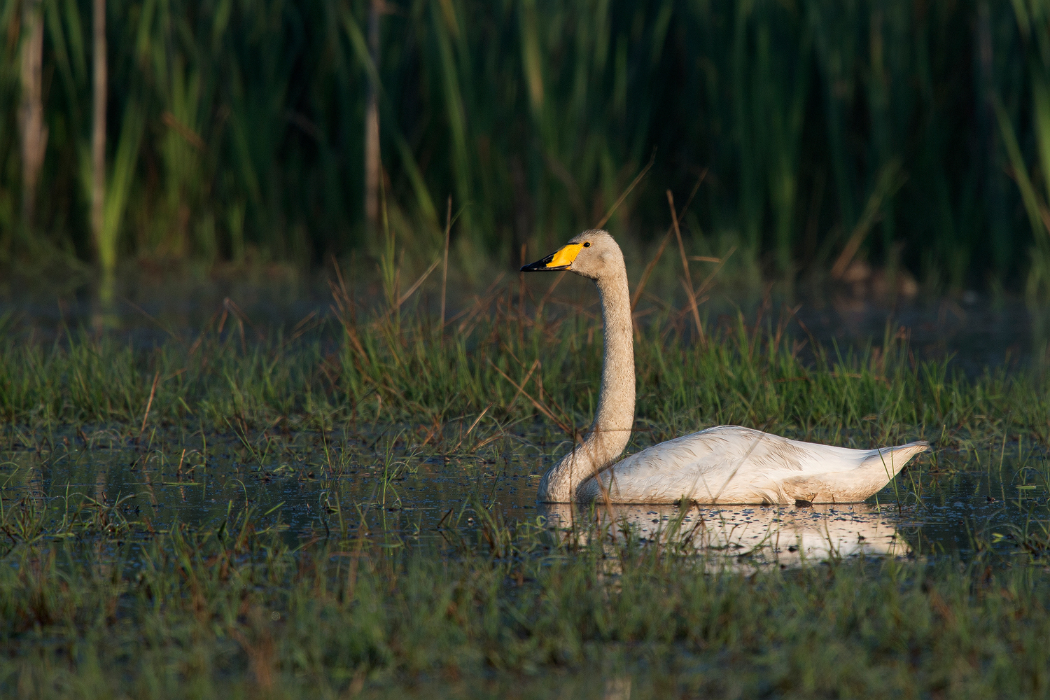 Singschwan (Cygnus cygnus) 