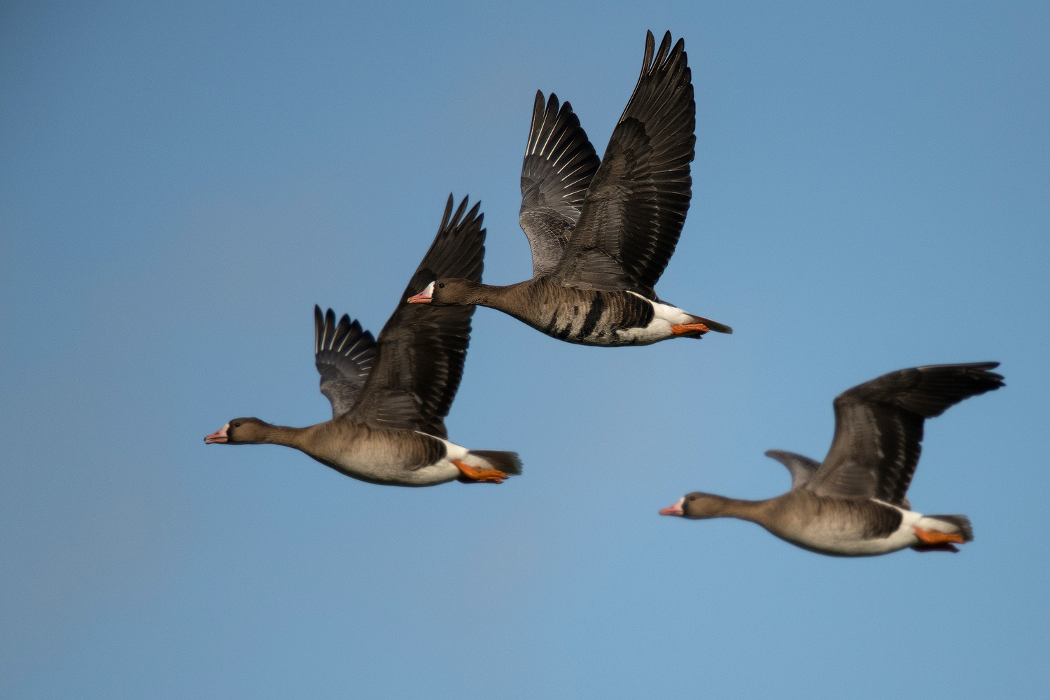 Blässgans, auch Blessgans (Anser albifrons)