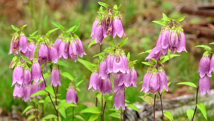花終わり 蕾と開花輪の濃淡が綺麗 ほたるぶくろ イリデセントベルズ カンパ カンパニュラ ホタルブクロ 地植え 宿根草 山野草 耐寒 特別セール品 カンパニュラ
