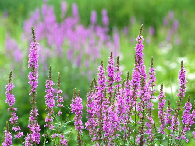 今日の誕生花は ミソハギ です 板宿八幡神社