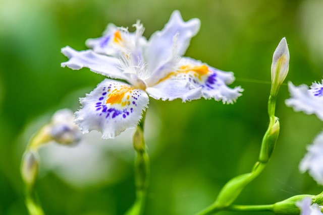 今日の誕生花は シャガ です 板宿八幡神社