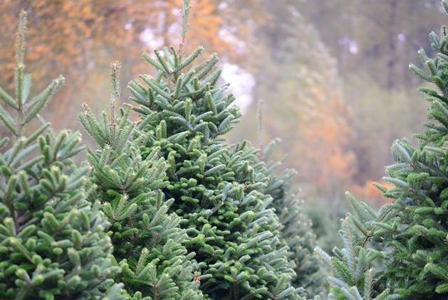 xmas tree u cut sugar moon farm xmas tree u cut sugar moon farm