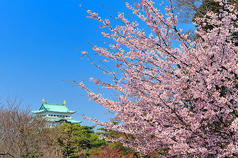 名古屋城と桜