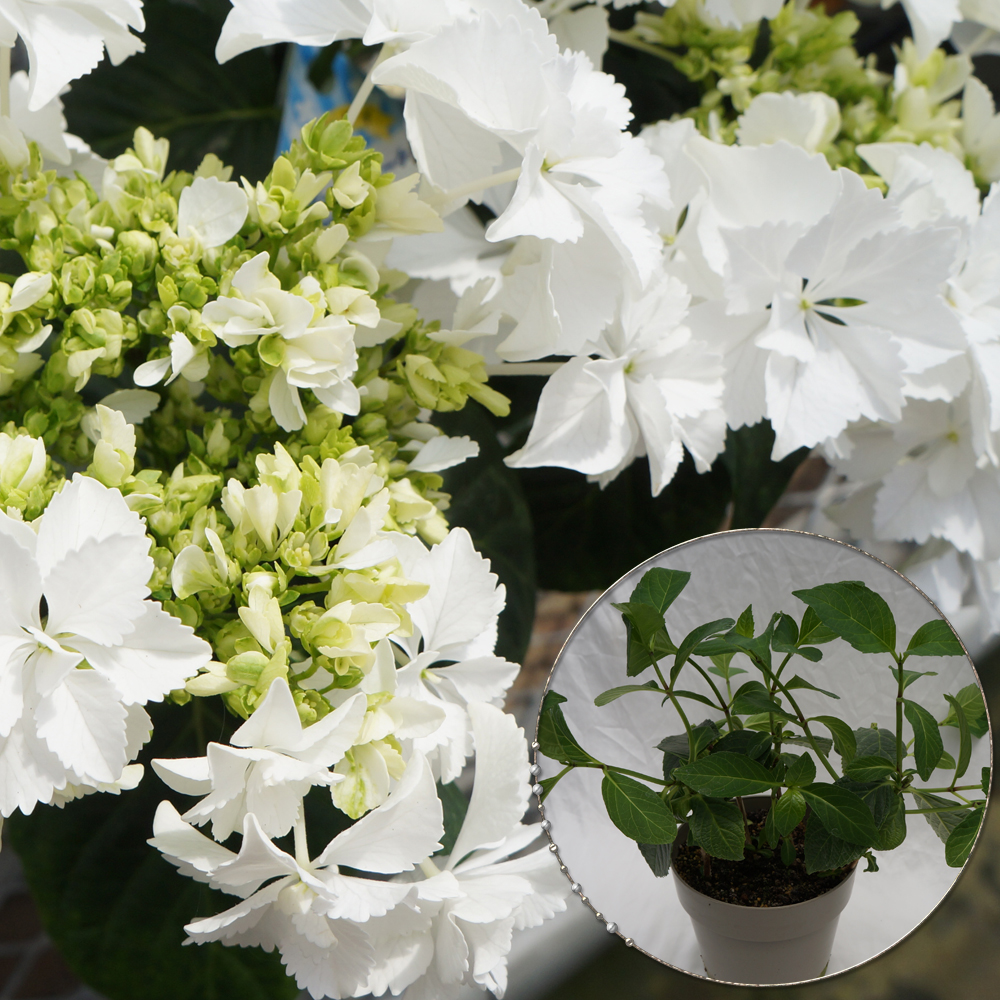 nana - あじさい シクラメン 高級鉢花 生花 ガーデニング雑貨 スポーツ用品