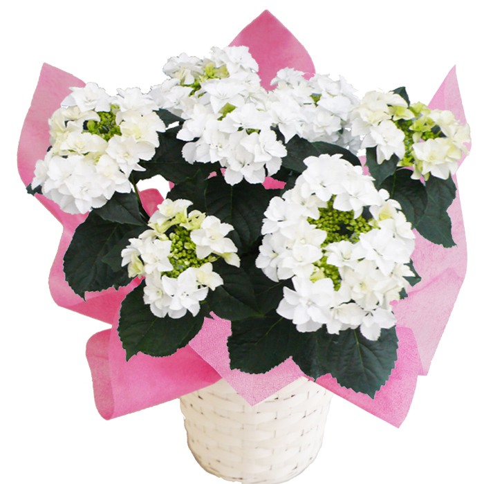 nana - あじさい シクラメン 高級鉢花 生花 ガーデニング雑貨 スポーツ用品