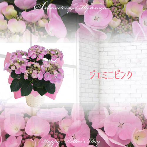 花様！専用ページ！ Pickup 全ての商品 – 植物家族