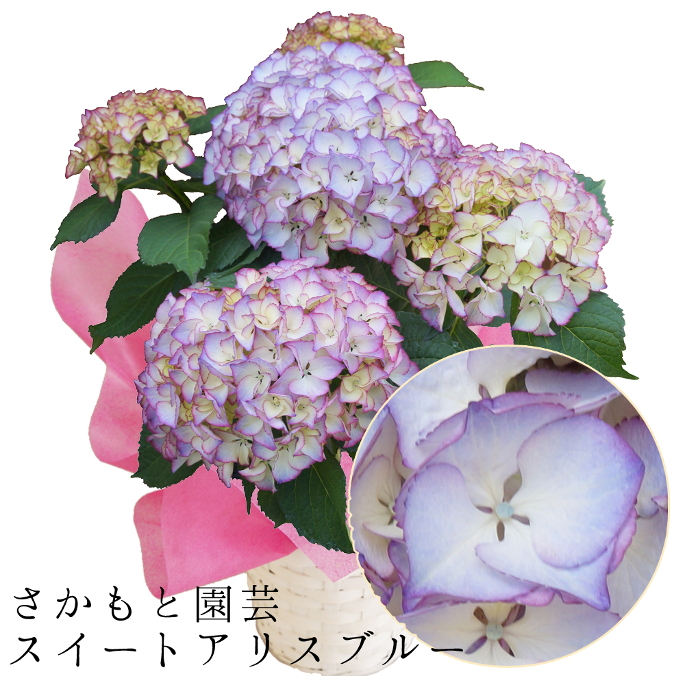 あじさいスイートアリス 5号鉢 さかもと園芸の紫陽花 あじさい シクラメン 高級鉢花 生花 ガーデニング雑貨 スポーツ用品 あじさいスイートアリス 5号鉢 さかもと園芸の紫陽花 あじさい シクラメン 高級鉢花 生花 ガーデニング雑貨 スポーツ用品