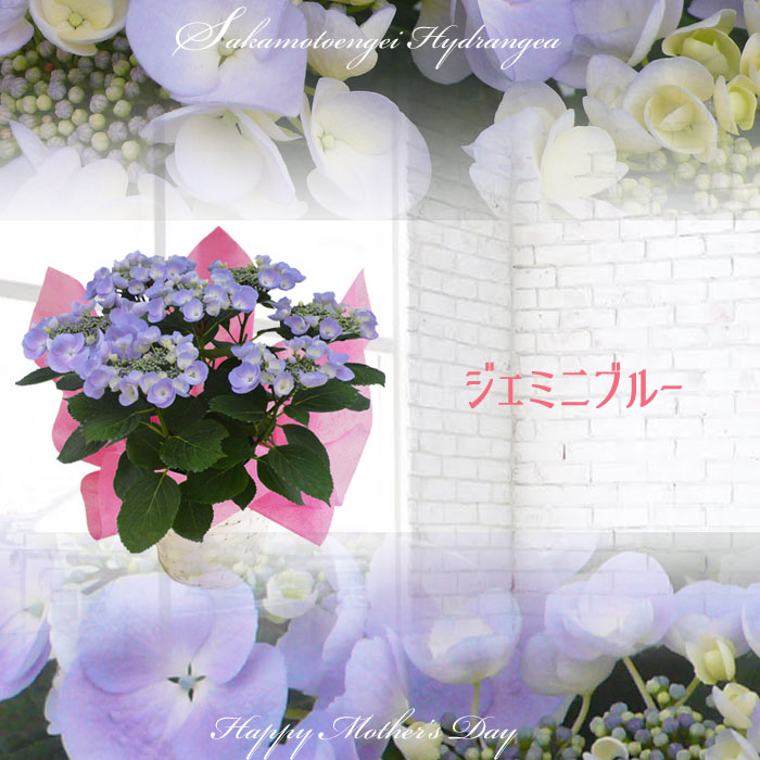 花様！専用ページ！ 自然開花♪風散歩で3年】現品1点限り☆クリスマスローズ・セミダブル