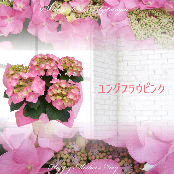 さかもと園芸のあじさい ユングフラウピンク 5号鉢 - あじさい