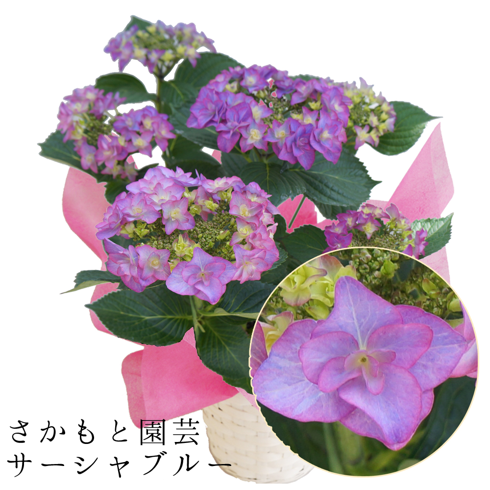 あじさいサーシャ 5号鉢 さかもと園芸の紫陽花 - あじさい シクラメン