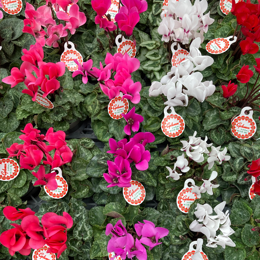 ミニチュアフラワー クレイ小花 千趣会マンスリークラブ 24鉢 未使用 ミニチュアフラワー クレイ小花 千趣会マンスリークラブ 24鉢 未使用