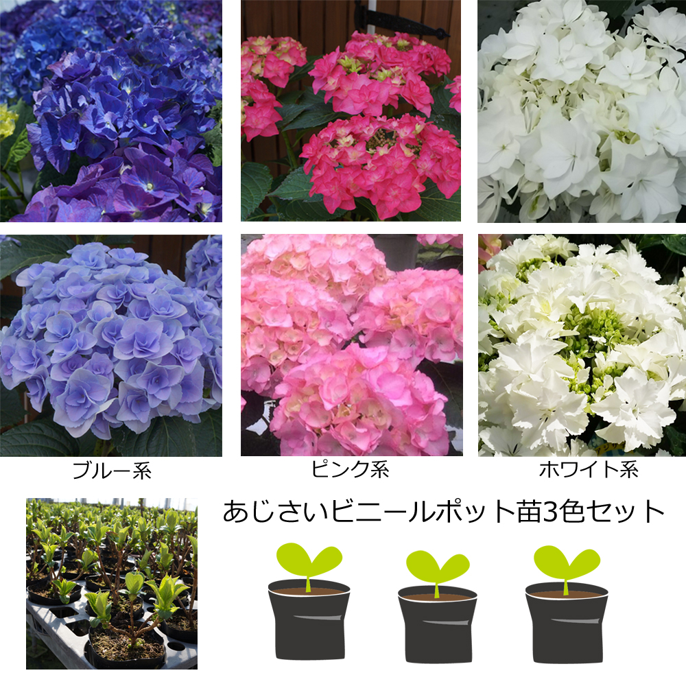 あじさい3 5号苗木ポット あじさい シクラメン 高級鉢花 生花 ガーデニング雑貨 スポーツ用品