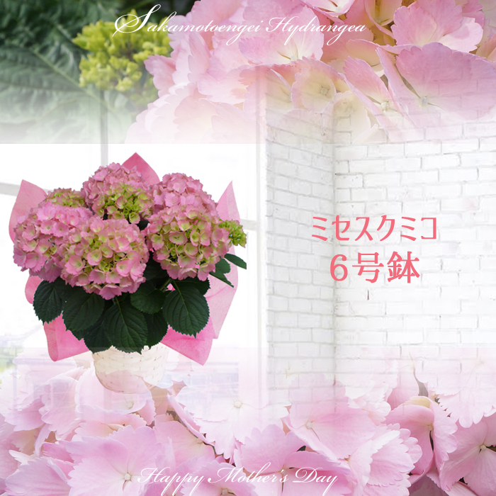 mrs.kumiko - あじさい シクラメン 高級鉢花 生花 ガーデニング雑貨