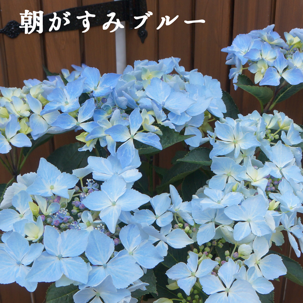 花さま 即日☆【ハンドメイドフラワー】ソーラーローズ小 フレンチマスタード