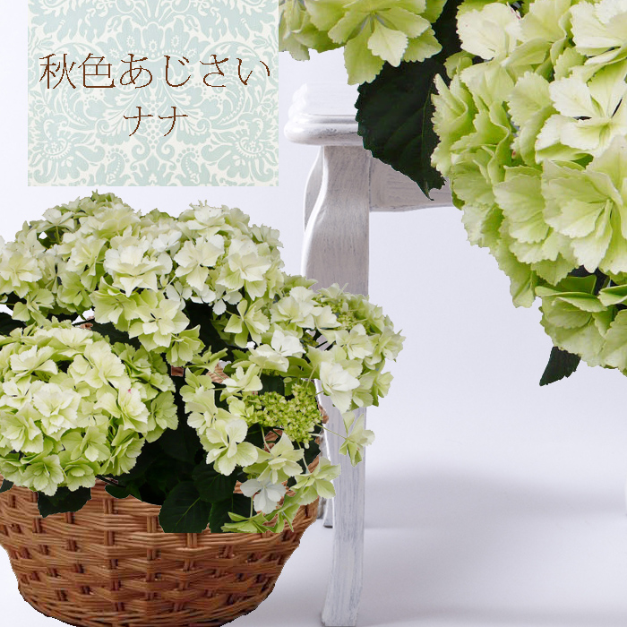 nana - あじさい シクラメン 高級鉢花 生花 ガーデニング雑貨 スポーツ用品