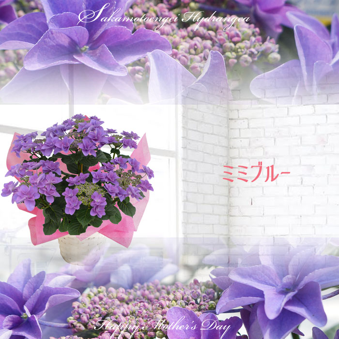 rara - あじさい シクラメン 高級鉢花 生花 ガーデニング雑貨 スポーツ用品