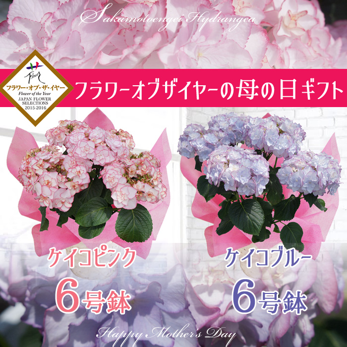 keiko - あじさい シクラメン 高級鉢花 生花 ガーデニング雑貨