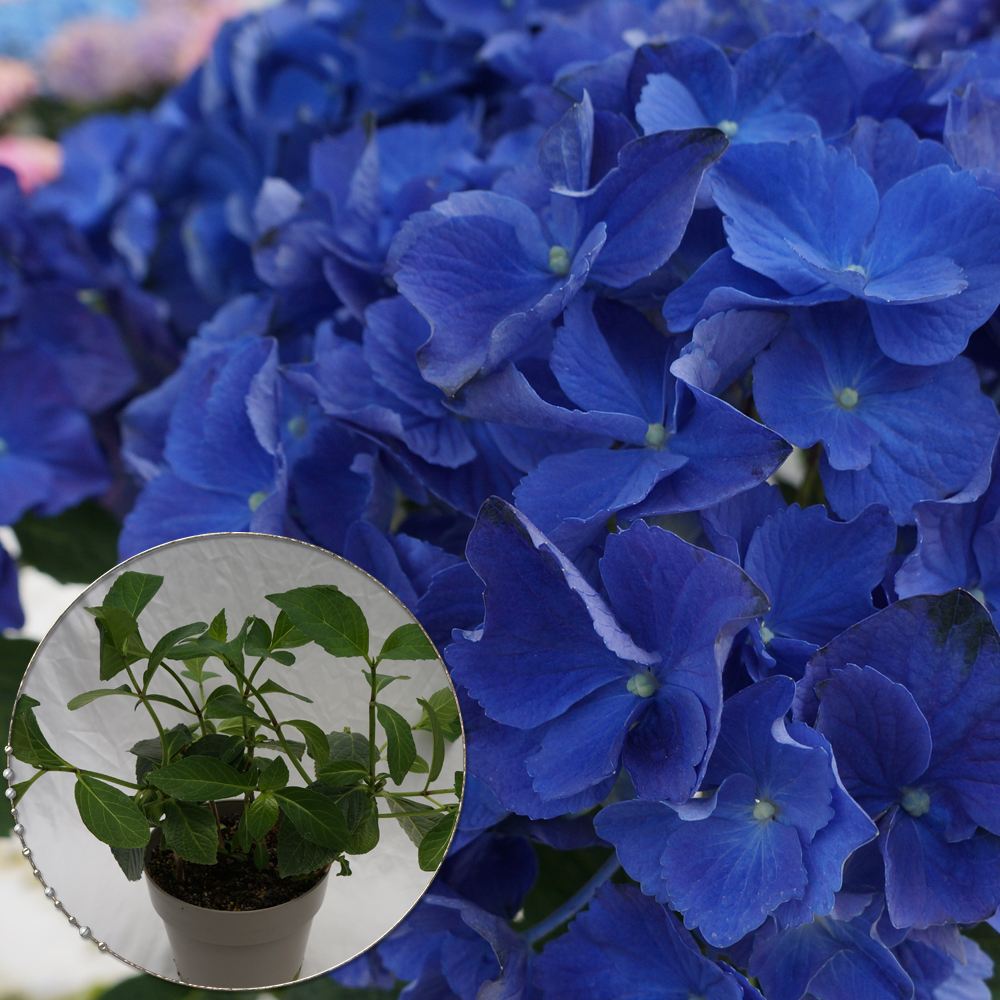 Blueearth あじさい シクラメン 高級鉢花 生花 ガーデニング雑貨 スポーツ用品 Blueearth あじさい シクラメン 高級鉢花 生花 ガーデニング雑貨 スポーツ用品