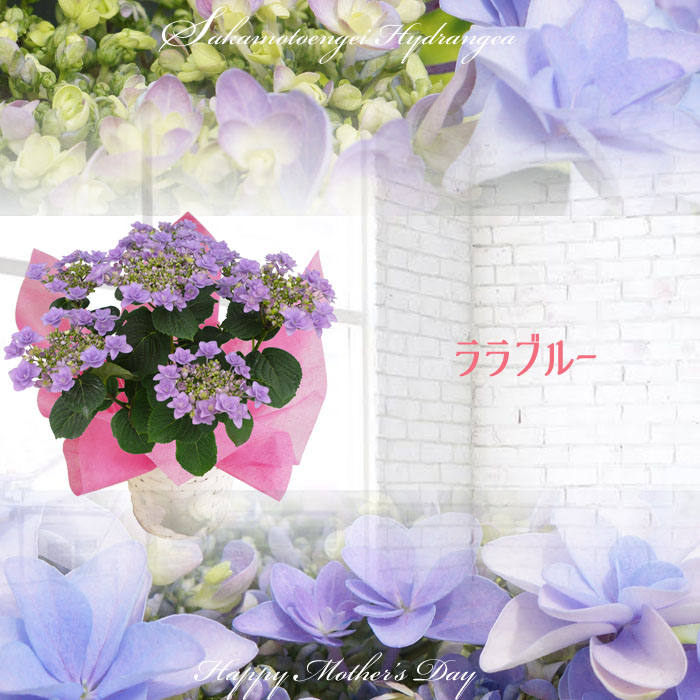 rara - あじさい シクラメン 高級鉢花 生花 ガーデニング雑貨 スポーツ用品