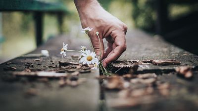 Fleurs obsèques, compositions florales enterrements