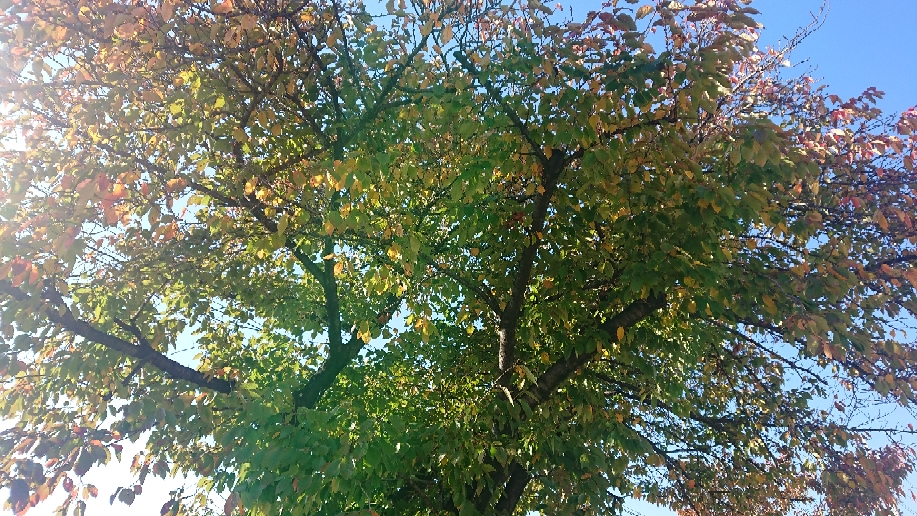 見上げれば桜と青空♪