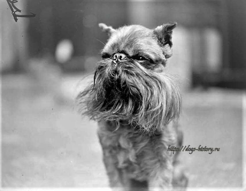 Spirou de la Mascotte of Lalarookh, belonging to Mrs D Bridle, of Weybridge, Surrey. 6 Oct 1948.