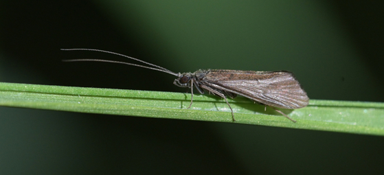 Köcherfliege - Foto: Klaus-Gerhard Kirstein