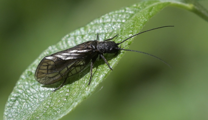Schlammfliege - Foto: Klaus-Gerhard Kirstein