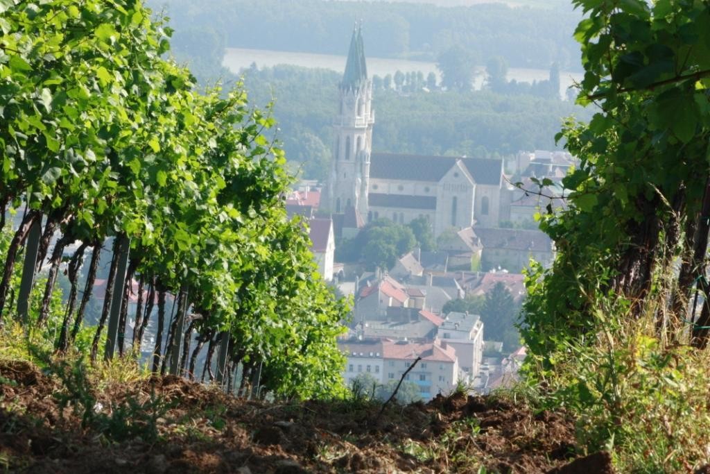 Wanderung durch die Rieden der Stadt.