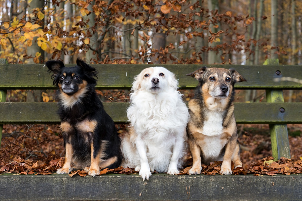 vlnr: Moja, Milly und Murphy