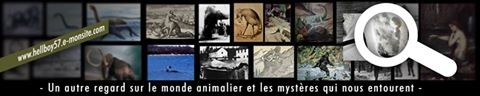 Crypto-Investigations est un site d'analyses sur la cryptozoologie et le monde animal mystérieux : les articles qui s'y trouvent sont inédits et le fruit d'une documentation fournie. 