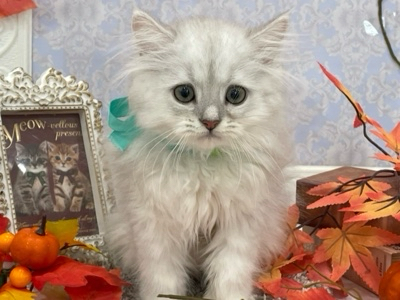 西岡店 - 猫専門店キャットハウスみゅーみゅー