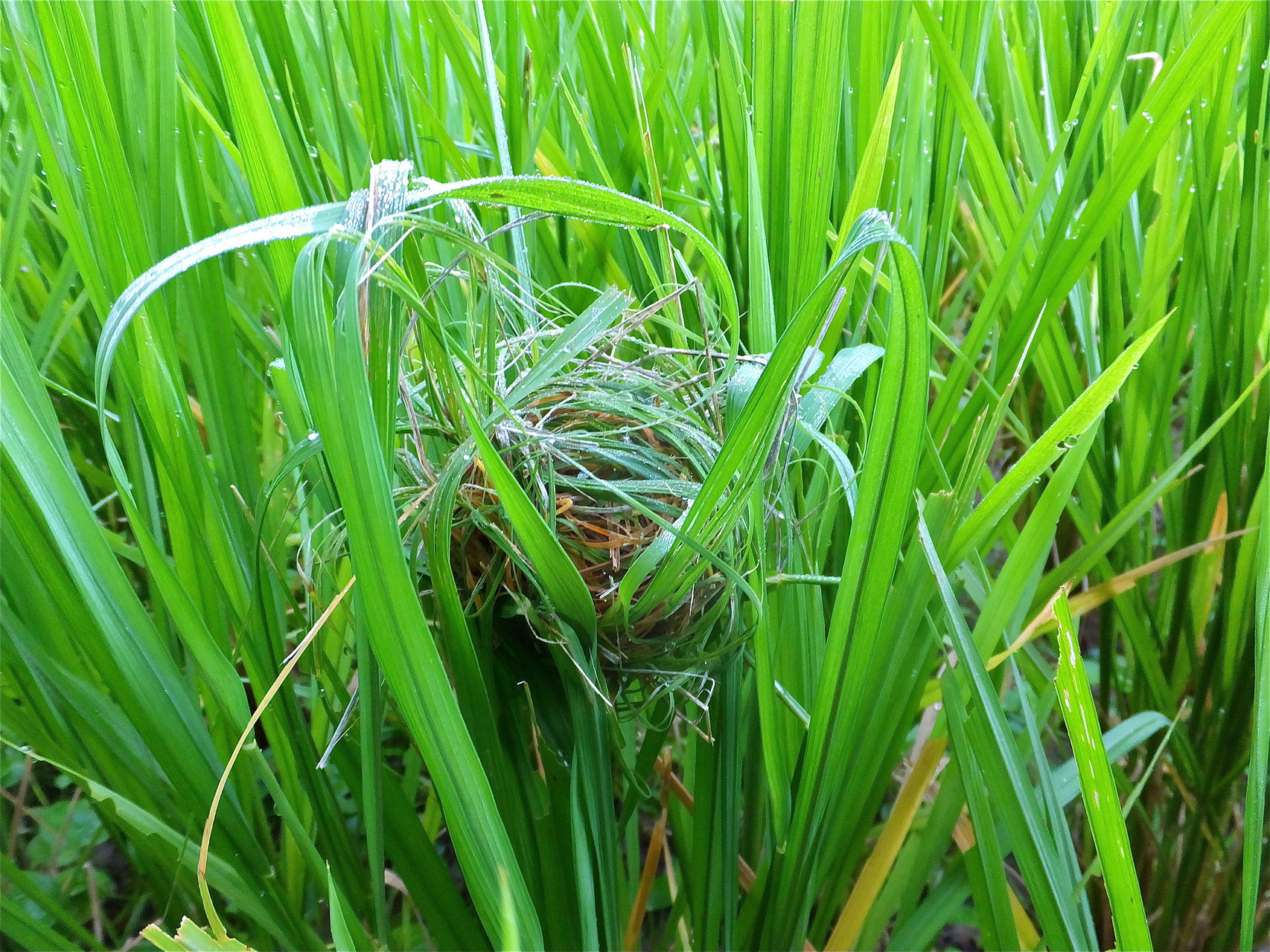 朝露に濡れるカヤネズミの巣