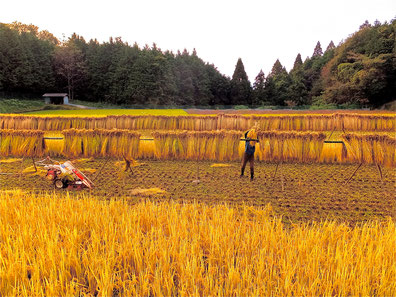 令和6年度産 自然栽培 天日干し米 - Green Spoon Rice field の 令和6年度産 自然栽培 天日干し米 - Green Spoon Rice field の