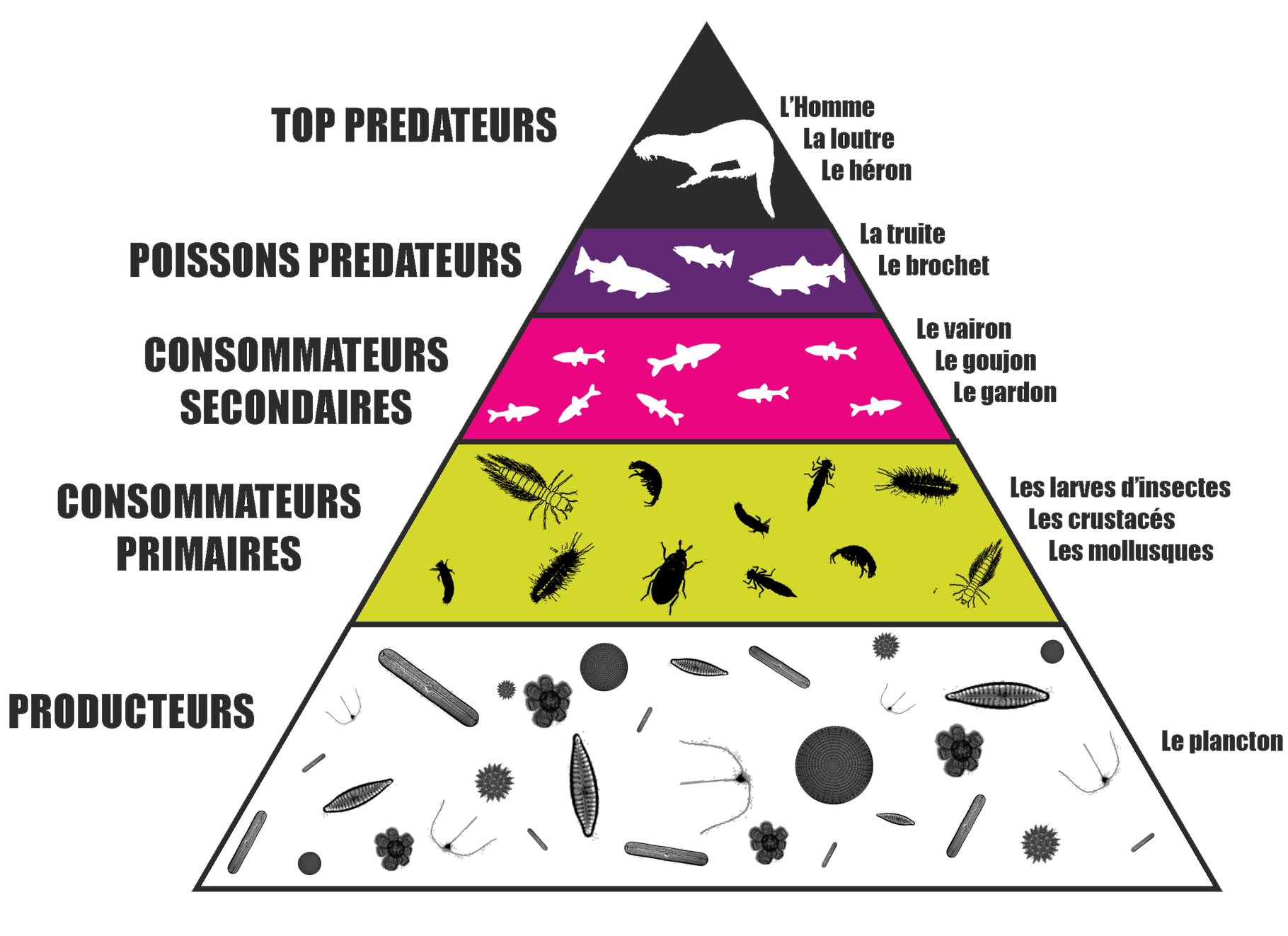 Pyramide Alimentaire Animale 5 Niveaux pyramide-alimentaire-animale-5-niveaux