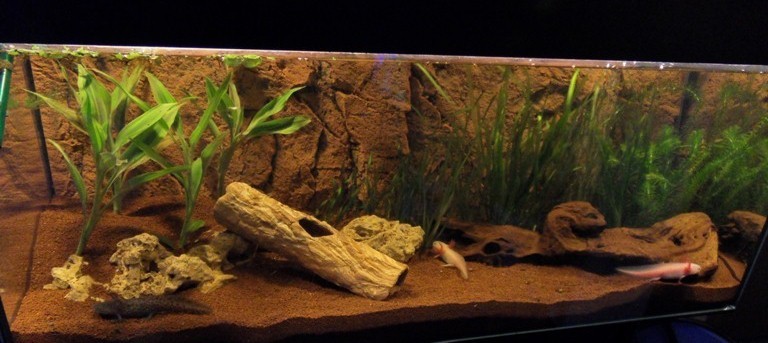 Axolotl 2010